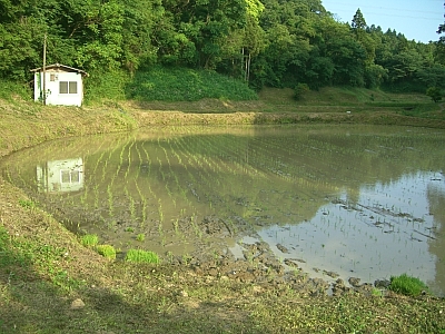 II