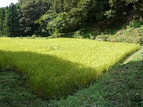 艩FɐFÂ